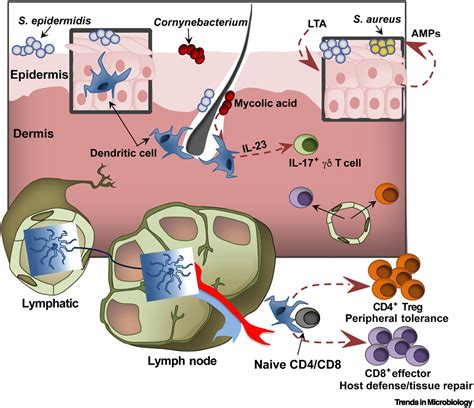 cait selway|Transfer of environmental microbes to the skin and respiratory.